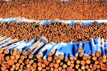 Anhäufung von Holz auf dem Waldbauernhof von größerem khingan Bereich, China — Stockfoto
