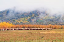 Amazing Autumn Landscape at Greater Khingan Range, Heilongjiang Province, China — Stock Photo