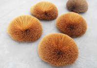 Beautiful five sea anemones on white background — Stock Photo