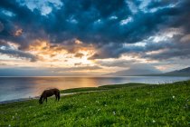 Bela paisagem com céu nublado e cavalo na grama verde perto do corpo de água — Fotografia de Stock