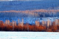 Belle forêt de bouleaux d'hiver dans la province du Heilongjiang, Grand Khingan Range, Chine — Photo de stock