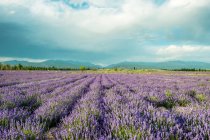 Lavendelfeld mit Blumen und Bergen am Horizont bei sonnigem Tag — Stockfoto