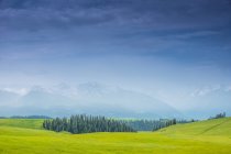 Summer horizon, landscape with green meadows and fields and blue sky — Stock Photo