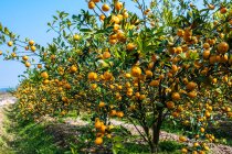 Ripe oranges and green leaves on trees on orchard at sunny day — Stock Photo