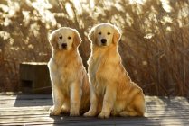 Dos adorables cachorros sentados en la superficie de madera y mirando a la cámara al aire libre - foto de stock