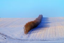 Hermosa escena de invierno en Hulun Buir, Mongolia Interior - foto de stock