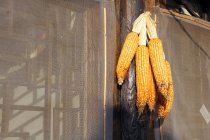Крупный план сухих кукурузных початков, висящих на стене — стоковое фото