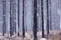 Inverno nella pineta, catena montuosa del Khingan, Cina — Foto stock
