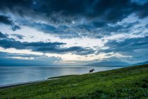 Beautiful landscape with cloudy sky and horse on green grass near body of water — Stock Photo