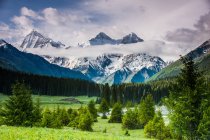 Летний горный пейзаж с заснеженными вершинами и зелеными деревьями в долине — стоковое фото
