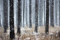 Winter in pine forest, Greater Khingan Range, China — Stock Photo