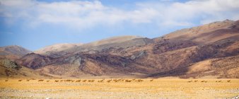 Paysage de montagne incroyable avec troupeau d'animaux sauvages dans la vallée et les collines pittoresques — Photo de stock
