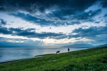 Красивий краєвид з хмарним небом і конем на зеленій траві біля водойми — стокове фото
