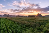 Hermoso paisaje con plantación de tabaco provincia de Yunnan, China - foto de stock