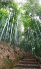 Amazing Bamboo forest in Anji, Zhejiang Province, China — Stock Photo