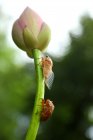 Vue rapprochée des cigales et du magnifique bourgeon de fleur de lotus rose — Photo de stock