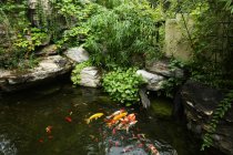Belo peixinho dourado nadando em calmo jardim decorativo lagoa — Fotografia de Stock