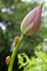 Vista da vicino delle cicale e del bellissimo bocciolo di fiore di loto rosa — Foto stock