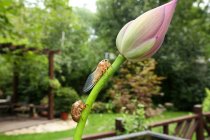 Vista de cerca de cigarras y hermoso brote de flor de loto rosa - foto de stock