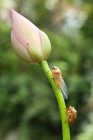 Close-up view of cicadas and beautiful pink lotus flower bud — Stock Photo