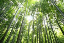 Дивовижний бамбуковий ліс в Анджі, провінція Чжецзян, Китай — стокове фото