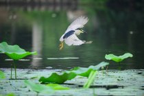 Beautiful heron bird flying above calm water in pond — Stock Photo