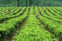 Qingyuan City, província de Yingde, província de Guangdong, jardim de chá — Fotografia de Stock