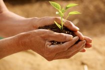 Cropped shot of person holding soil with green seedlings — Stock Photo