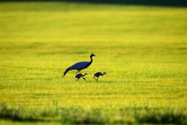 Beautiful black necked cranes walking on green grass in wildlife — Stock Photo