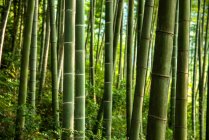 Beautiful scenery in green bamboo forest, china — Stock Photo