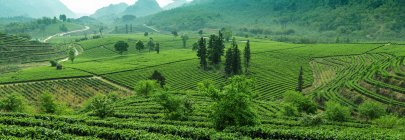 Incrível jardim de chá verde na cidade de Yingde, província de Guangdong — Fotografia de Stock