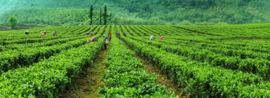 Yingde City, province du Guangdong, dans le jardin de thé — Photo de stock