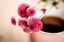 Nahaufnahme von rosa Blüten und gesundem Bio-Kräutertee — Stockfoto