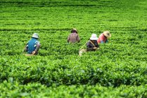 Yingde City, Guangdong Province, in the tea garden — Stock Photo