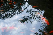 Vue rapprochée de carpes koï nageant dans un étang calme — Photo de stock