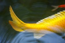 Nahaufnahme von Koi-Karpfen, die im Teich schwimmen — Stockfoto