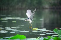 Hermoso pájaro garza volando sobre aguas tranquilas en estanque - foto de stock
