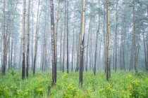 Amazing forest landscape with Australian woods in fog — Stock Photo
