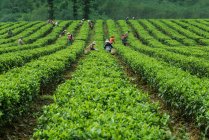 Ciudad de Yingde, provincia de Guangdong, en el jardín del té - foto de stock