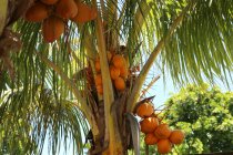 Visão de baixo ângulo de cocos na árvore — Fotografia de Stock