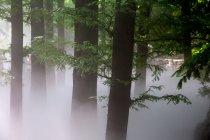 Paesaggio incredibile con alberi nella nebbia, Cherry Valley a Pechino — Foto stock