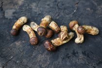 Крупним планом свіжого мацувізьми гриби на пеньку — стокове фото