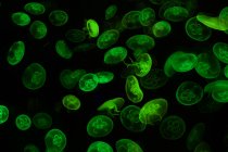 Крупним планом вид на зелені водорості морські водорості на чорному фоні — стокове фото