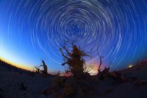 Low angle view of bare trees against amazing starry night sky, Ejinaqi, Inner Mongolia, China — Stock Photo