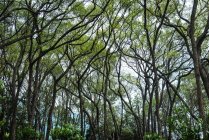 Blick auf grüne Bäume im schönen Kampferwald — Stockfoto