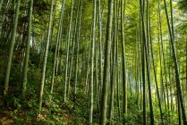 Красиві пейзажі в зеленому бамбуковому лісі, Китай — стокове фото
