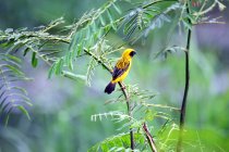 Vista ravvicinata del bellissimo Golden Weaver Bird appollaiato sul ramo — Foto stock