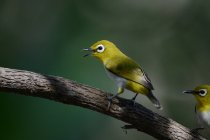 Крупным планом вид красивых желтоглазых птиц, сидящих на веточке, избирательный фокус — стоковое фото