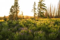 Bellissimo scenario pastorale con fiori in fiore e foresta verde all'alba — Foto stock