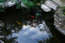 Nahaufnahme von Koi-Karpfen, die in ruhigem Teich schwimmen — Stockfoto